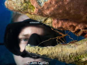 'Crab Hair Day' - diver looking at an arrow crab nestled ... by Jim Catlin 